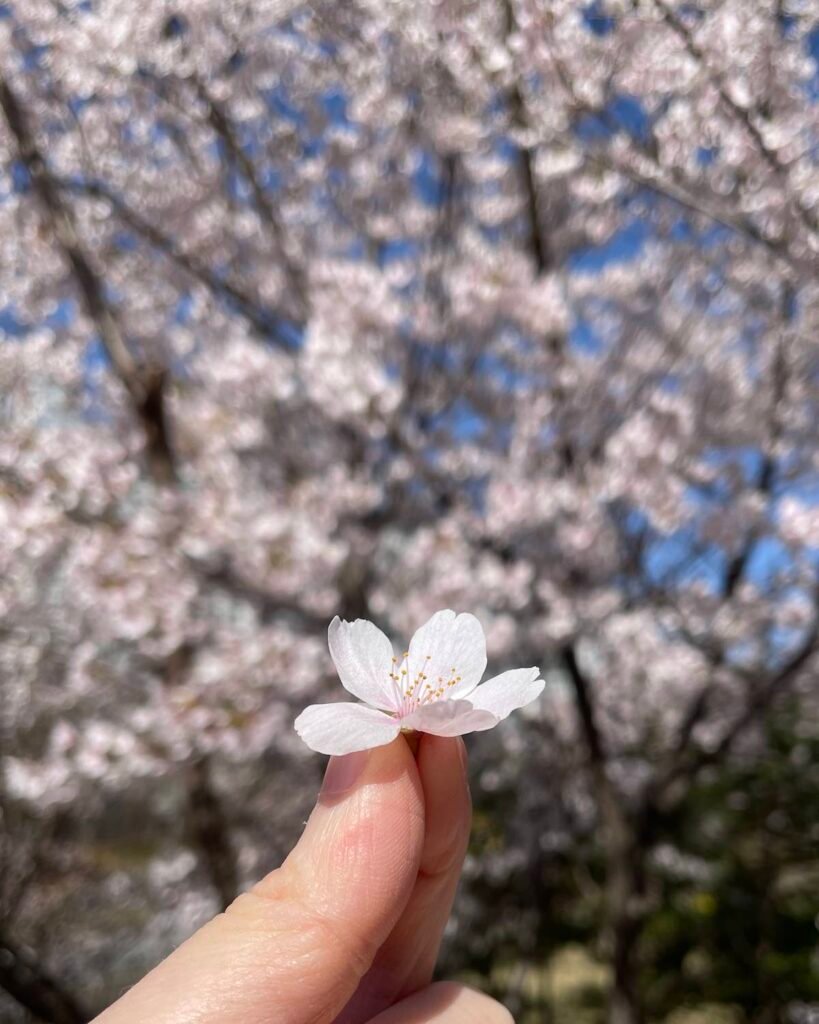 Under Seoul Skies, in Petals cherry blossom held in hand in soft spring light