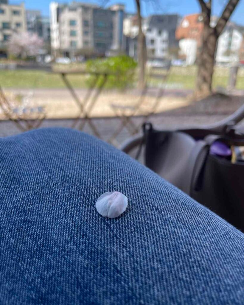 Under Seoul Skies, in Petals single cherry blossom petal resting on denim