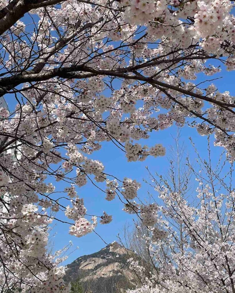 Under Seoul Skies, in Petals cherry blossoms in bloom in a seoul park on a soft spring morning